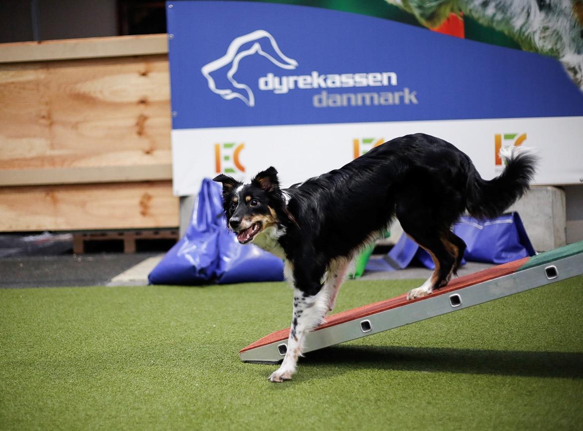 Border collie Peanut billede 25