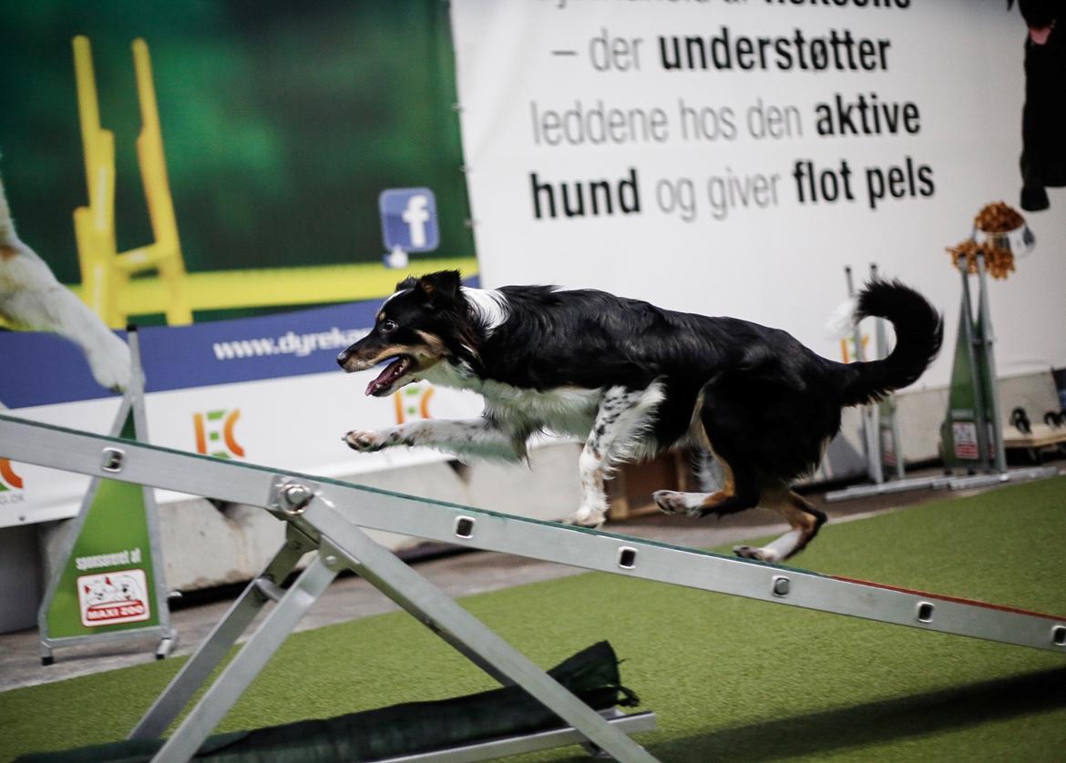 Border collie Peanut billede 6