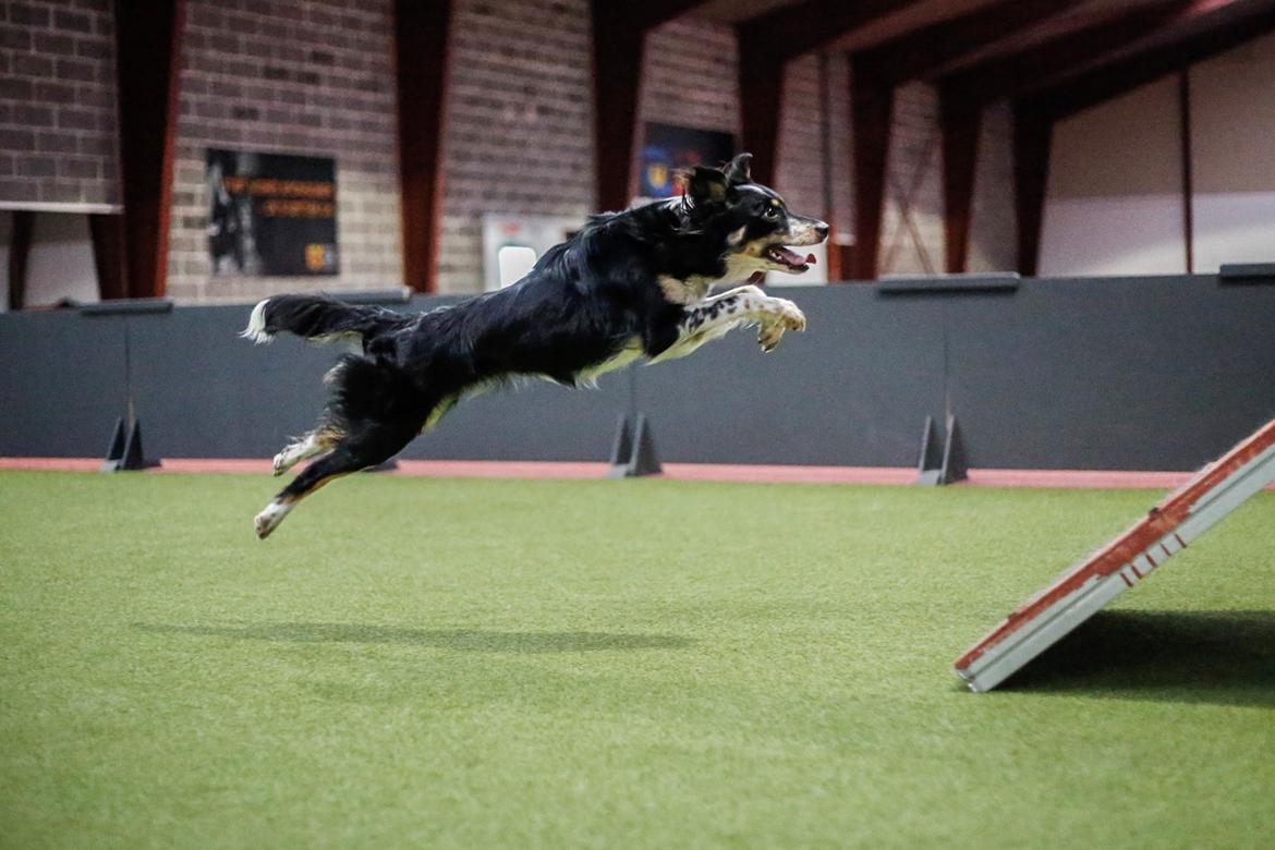 Border collie Peanut billede 27