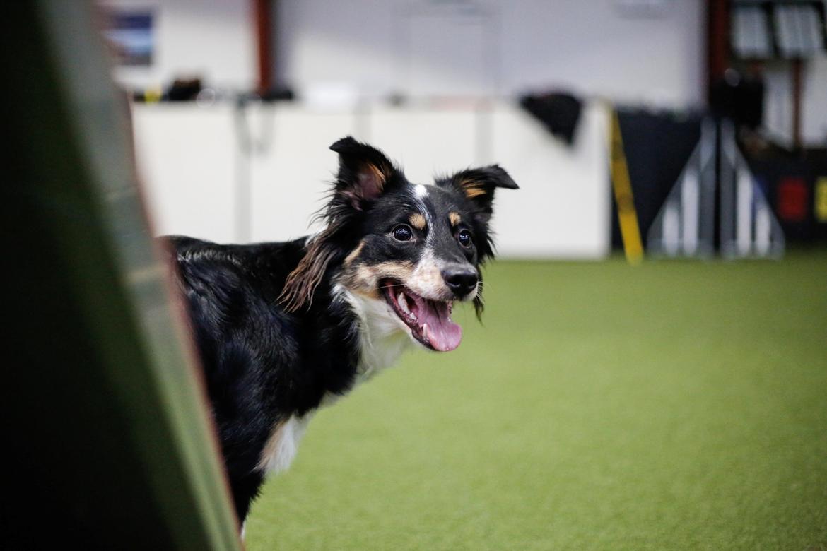 Border collie Peanut billede 28