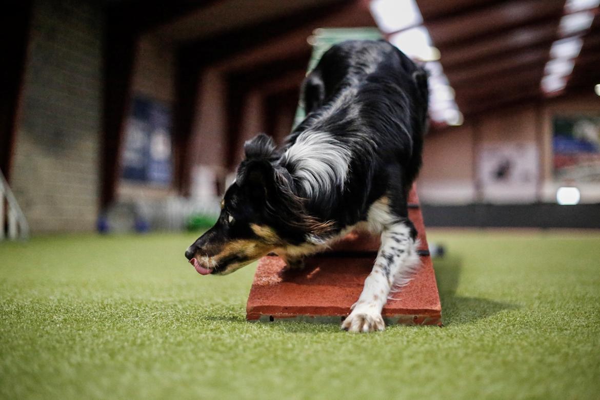Border collie Peanut billede 26