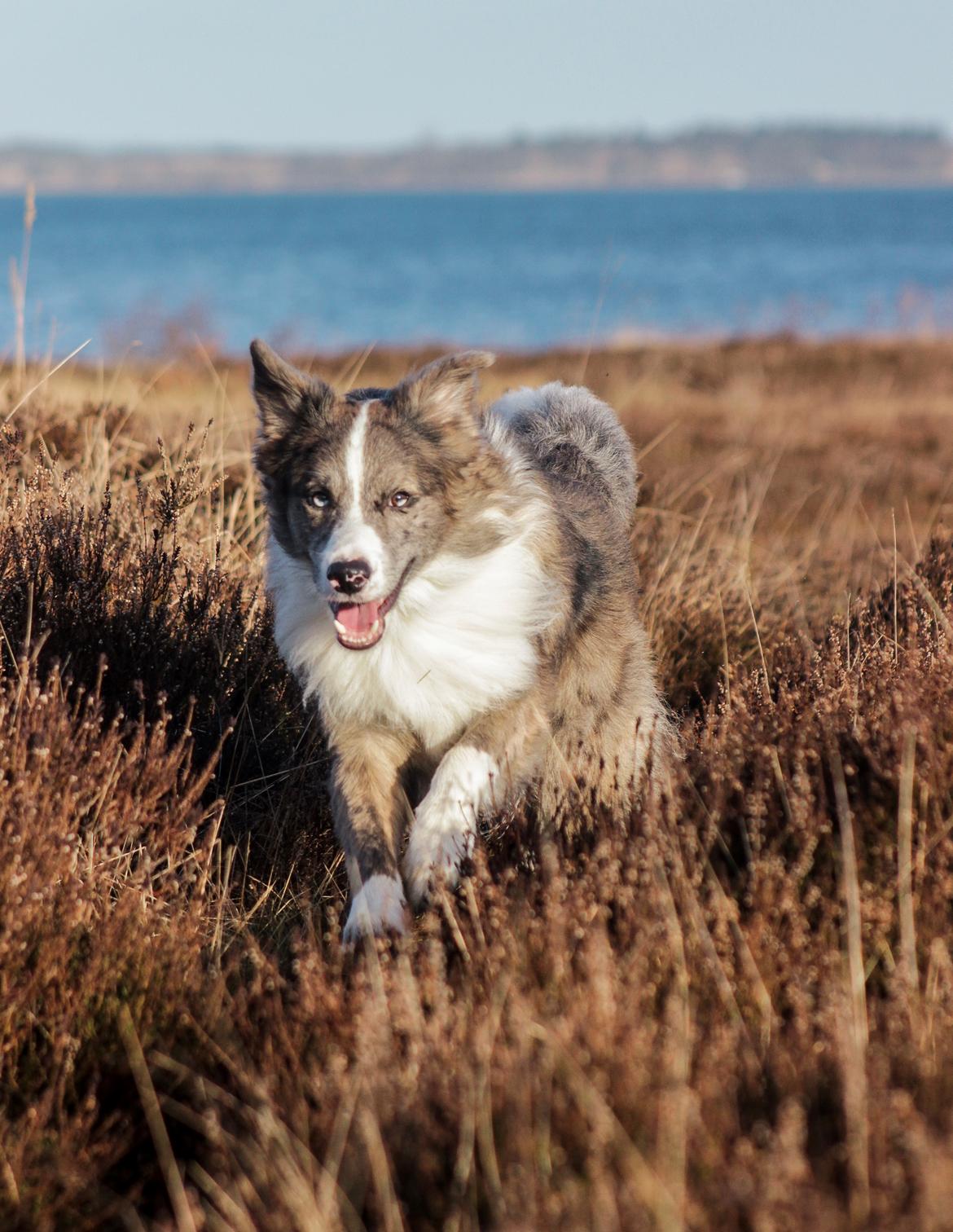 Border collie Chic Coral Sunshine Valmar billede 18