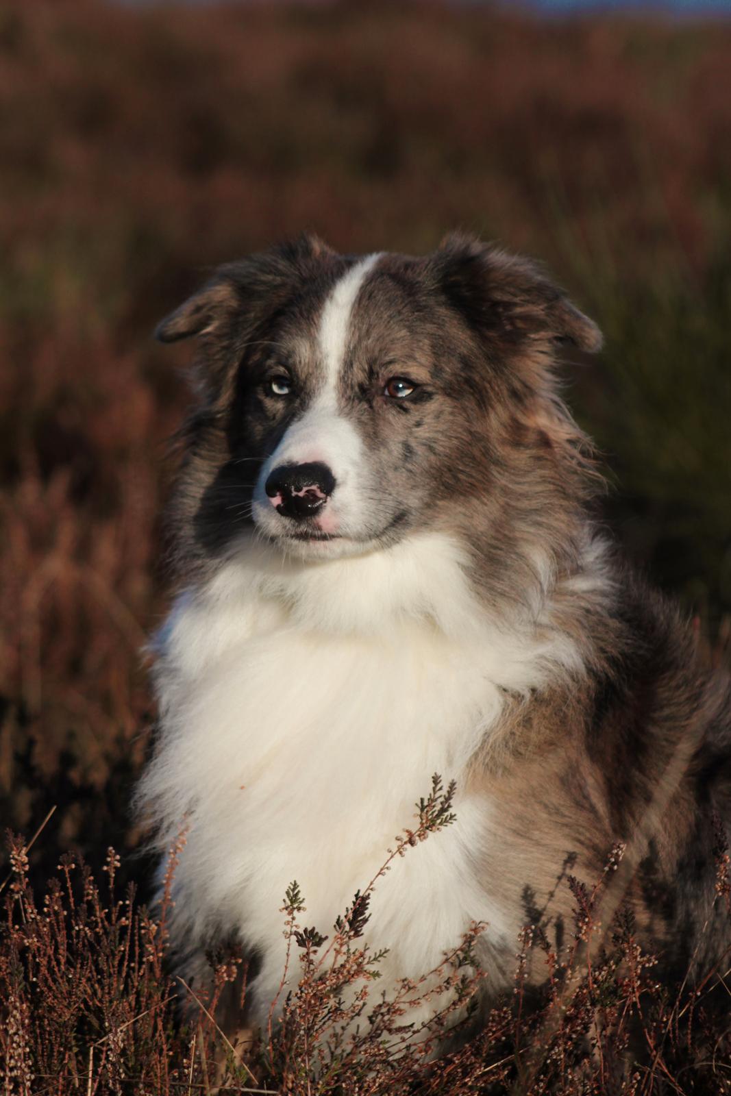 Border collie Chic Coral Sunshine Valmar billede 20