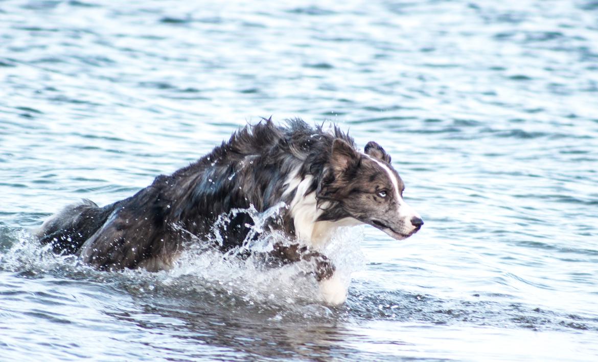 Border collie Chic Coral Sunshine Valmar billede 25