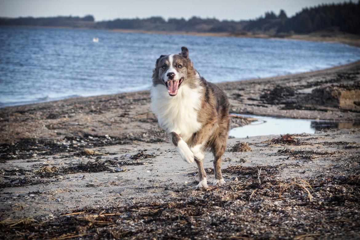 Border collie Chic Coral Sunshine Valmar billede 26