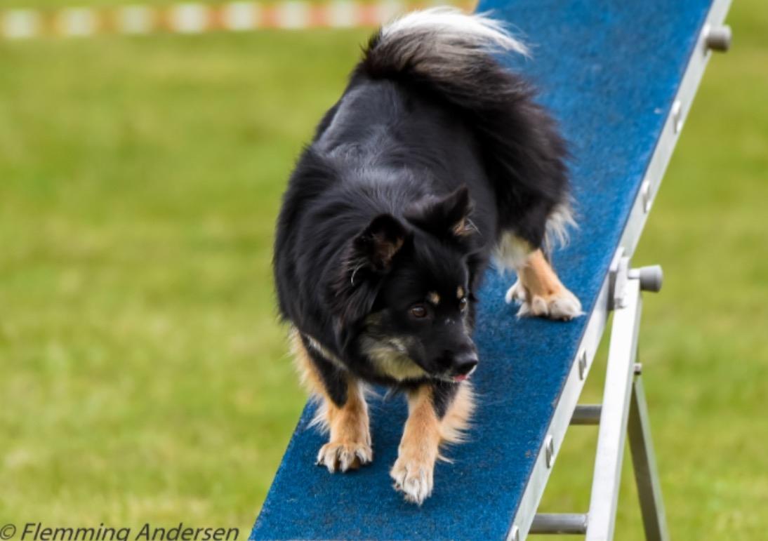 Islandsk fårehund Ásdis billede 32