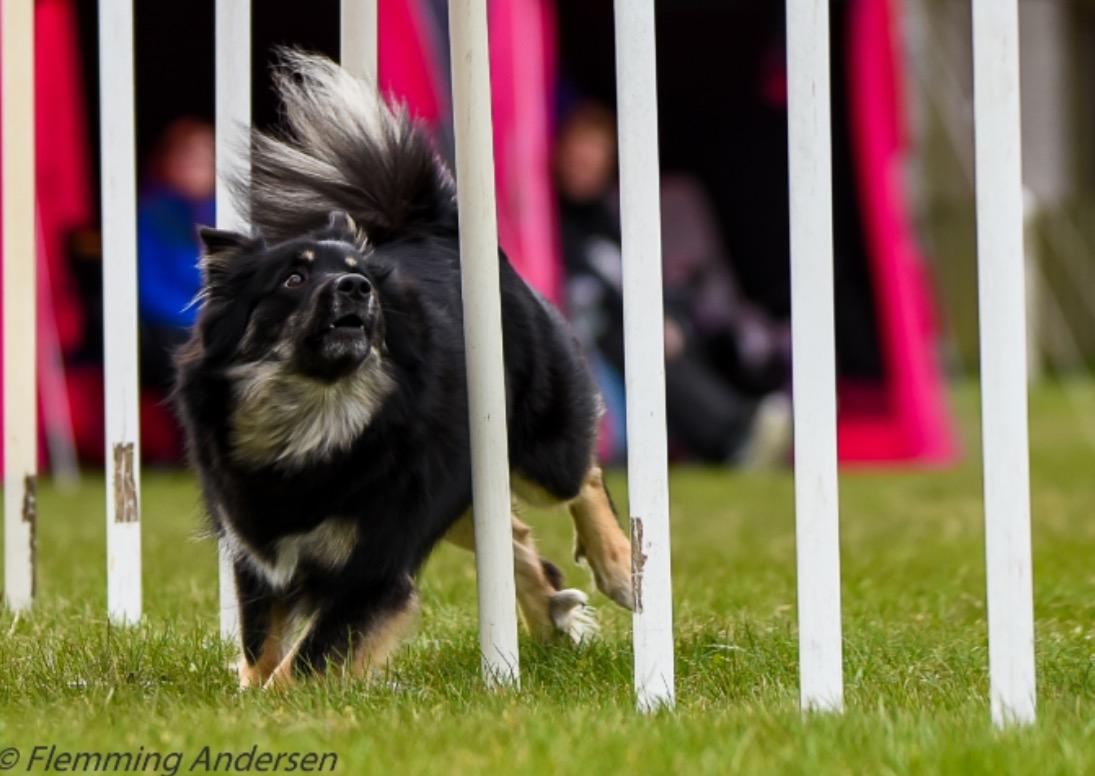 Islandsk fårehund Ásdis billede 33