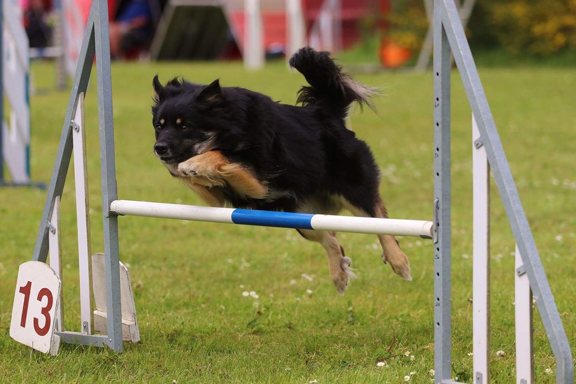 Islandsk fårehund Ásdis billede 34
