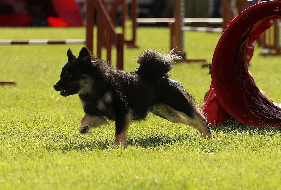 Islandsk fårehund Ásdis billede 36
