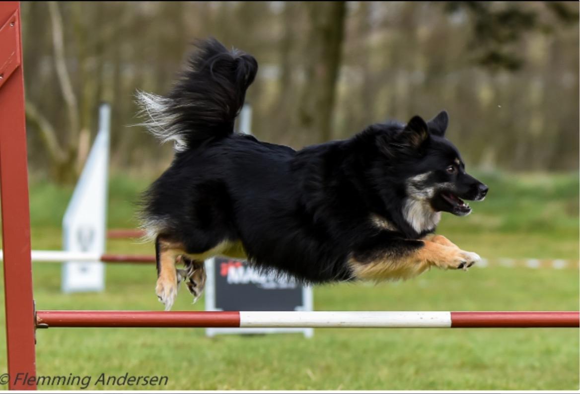 Islandsk fårehund Ásdis billede 30