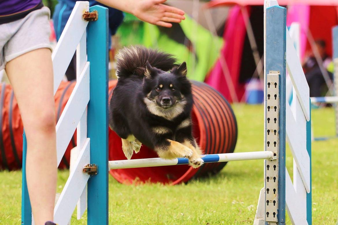 Islandsk fårehund Ásdis billede 44