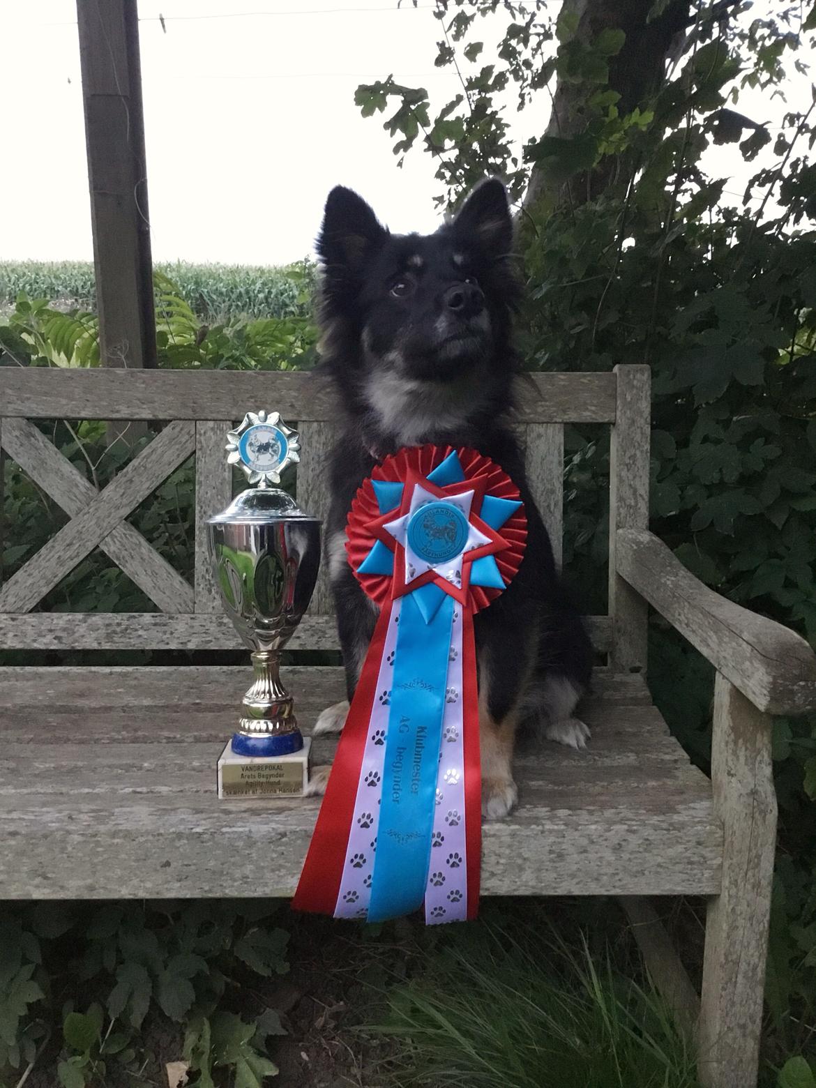 Islandsk fårehund Ásdis billede 43