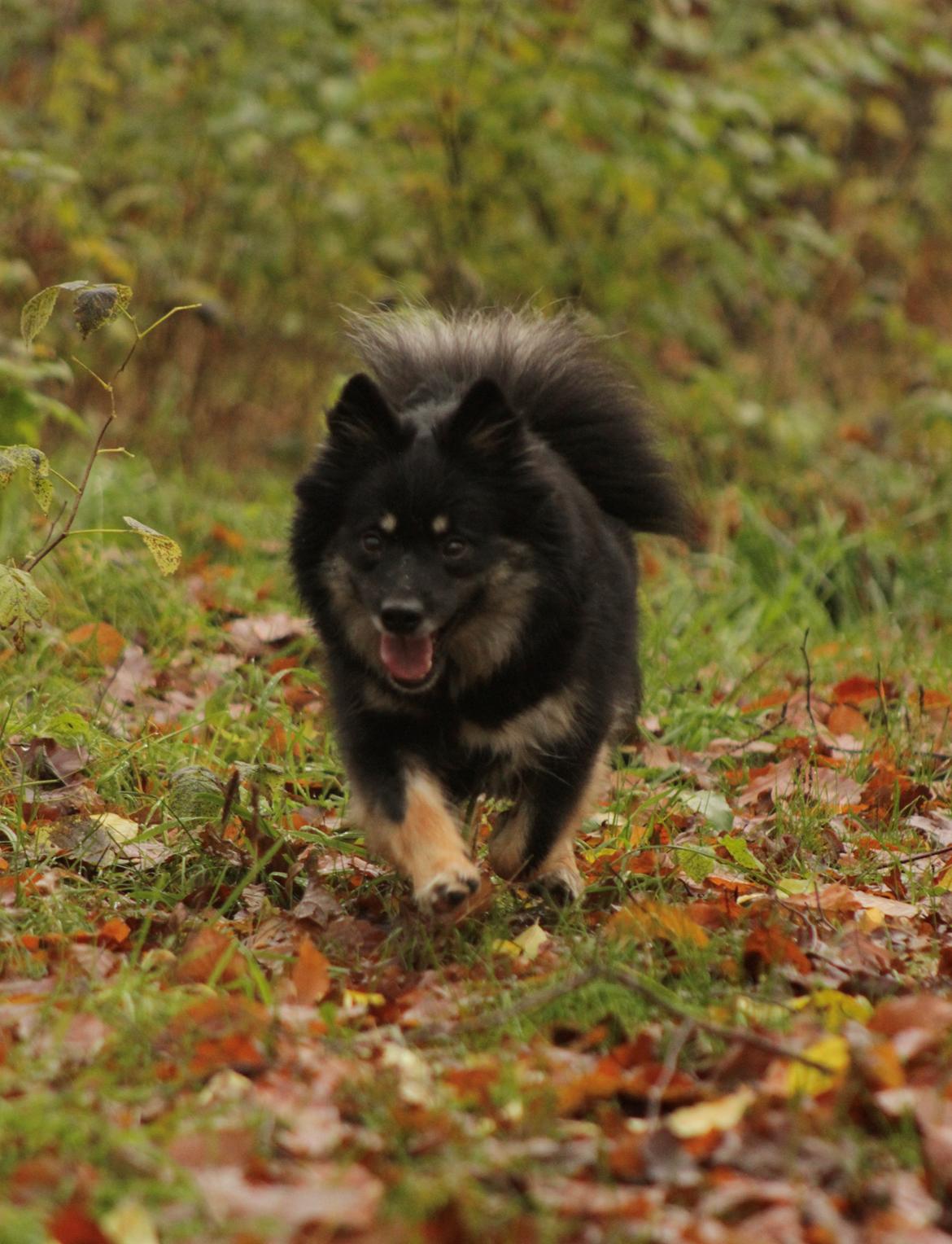 Islandsk fårehund Ásdis billede 42