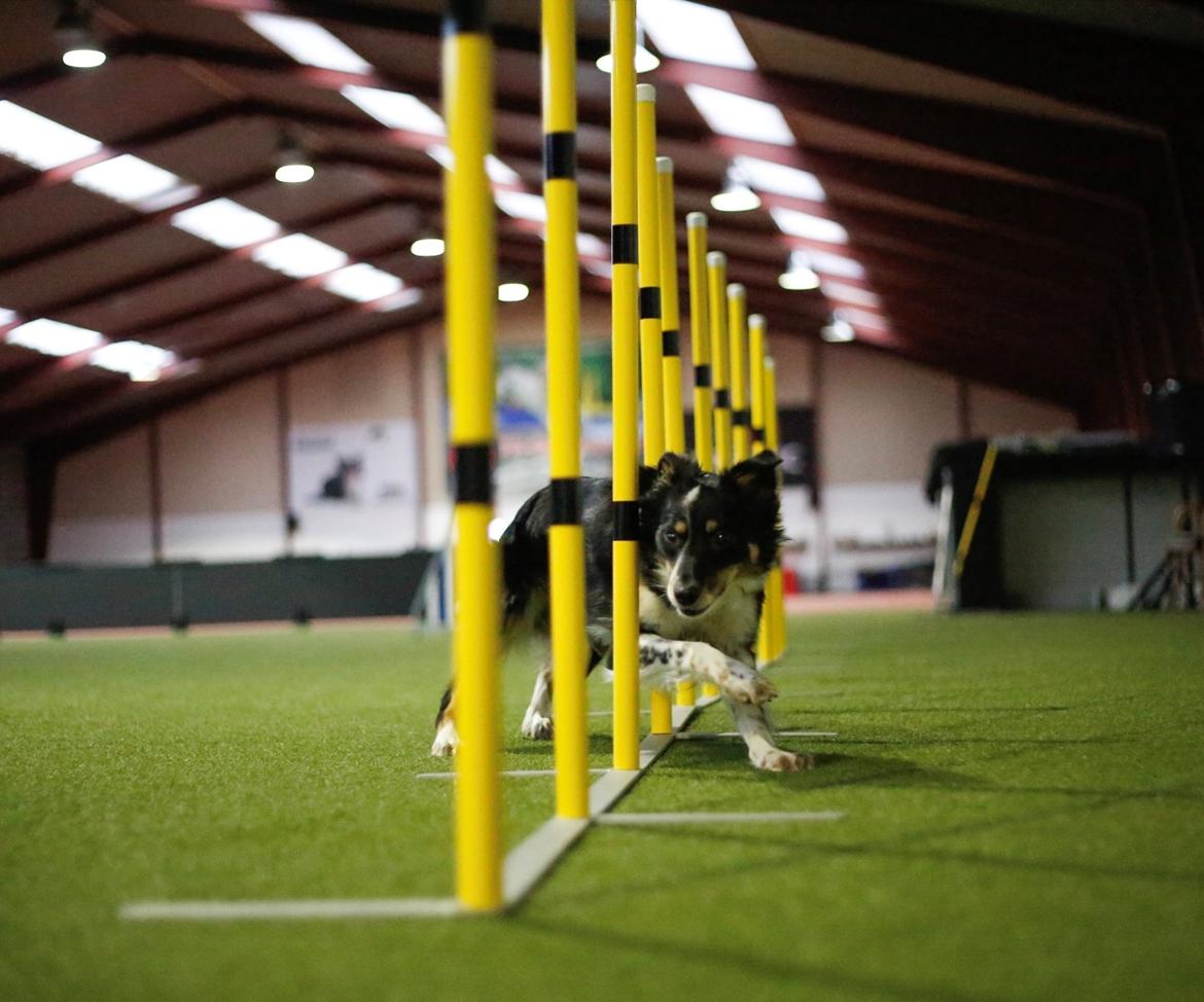 Border collie Peanut billede 20