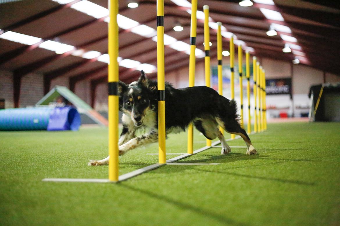 Border collie Peanut billede 29