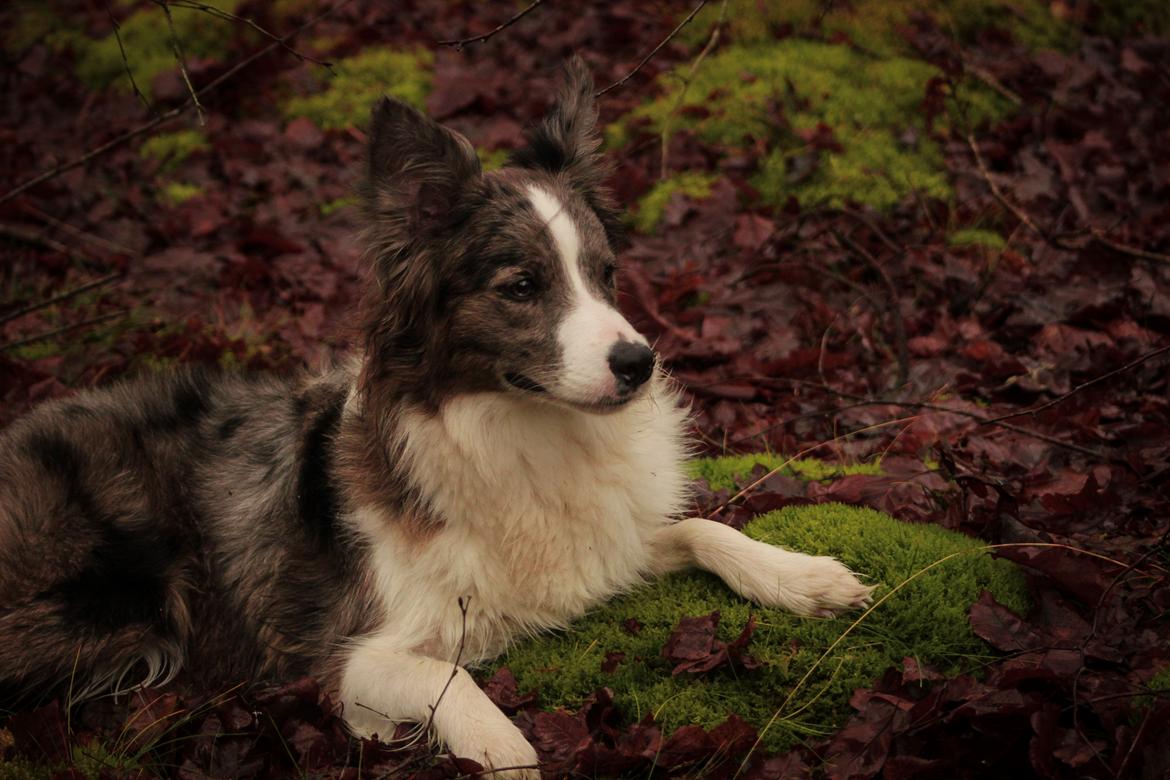 Border collie Chloe lights up like a sunshine valmar billede 20