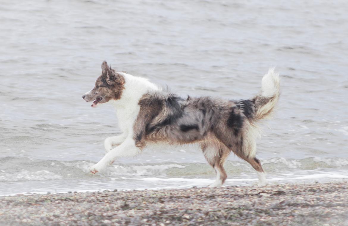 Border collie Chloe lights up like a sunshine valmar billede 22