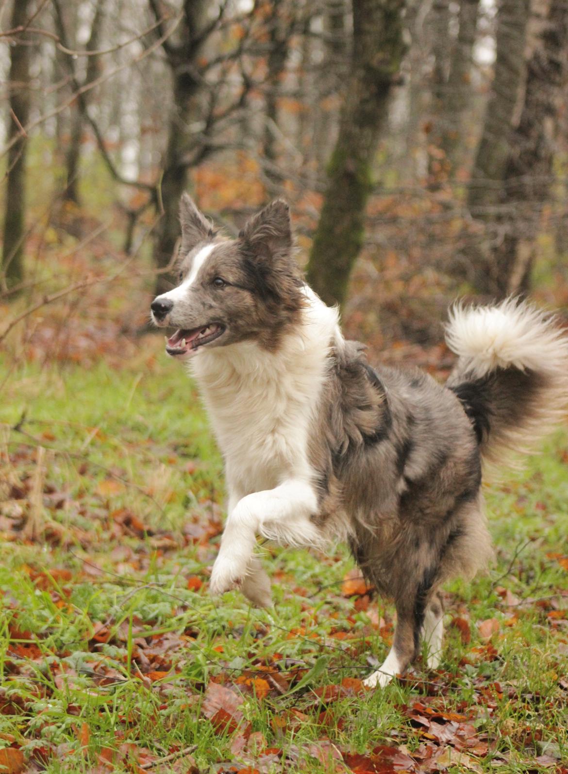 Border collie Chloe lights up like a sunshine valmar billede 23