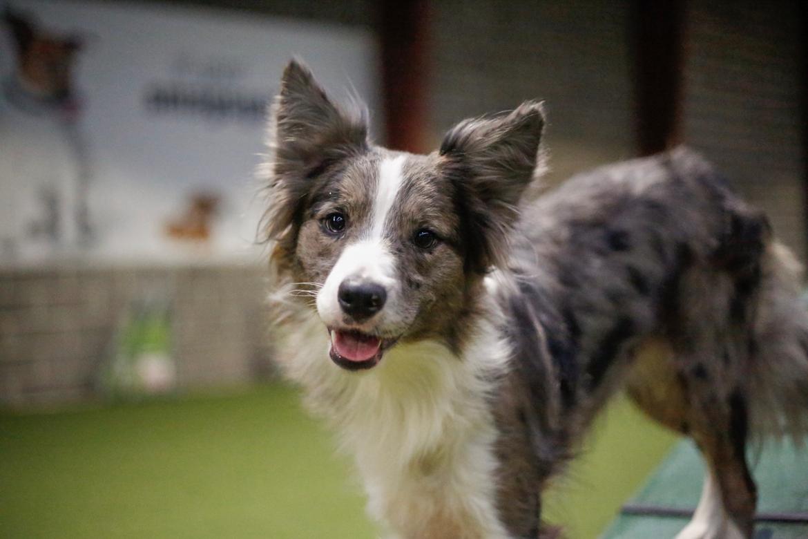 Border collie Chloe lights up like a sunshine valmar billede 25