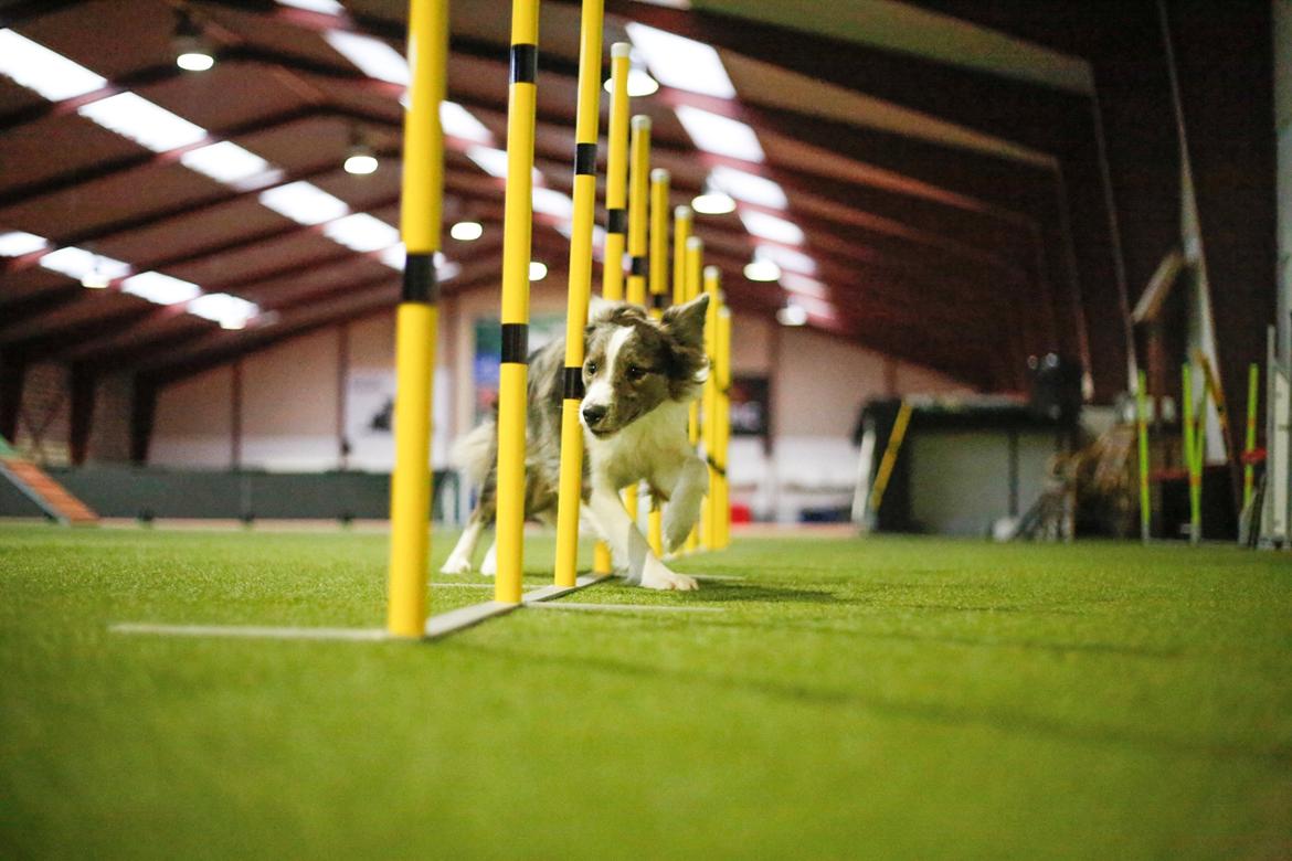 Border collie Chloe lights up like a sunshine valmar billede 27