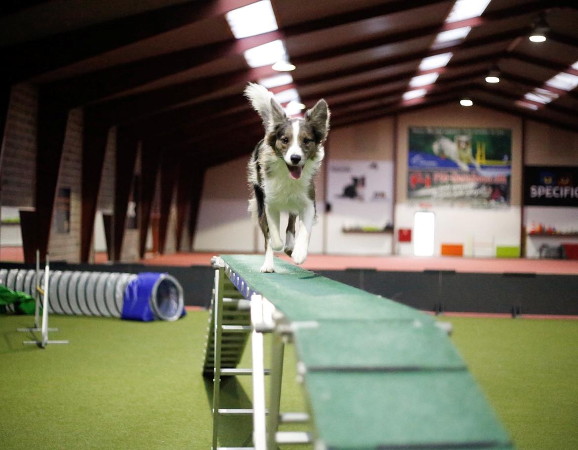 Border collie Chloe lights up like a sunshine valmar billede 26