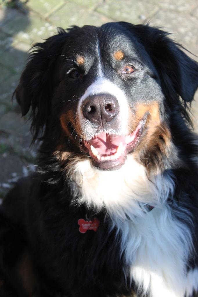 Berner sennenhund lillefix billede 2