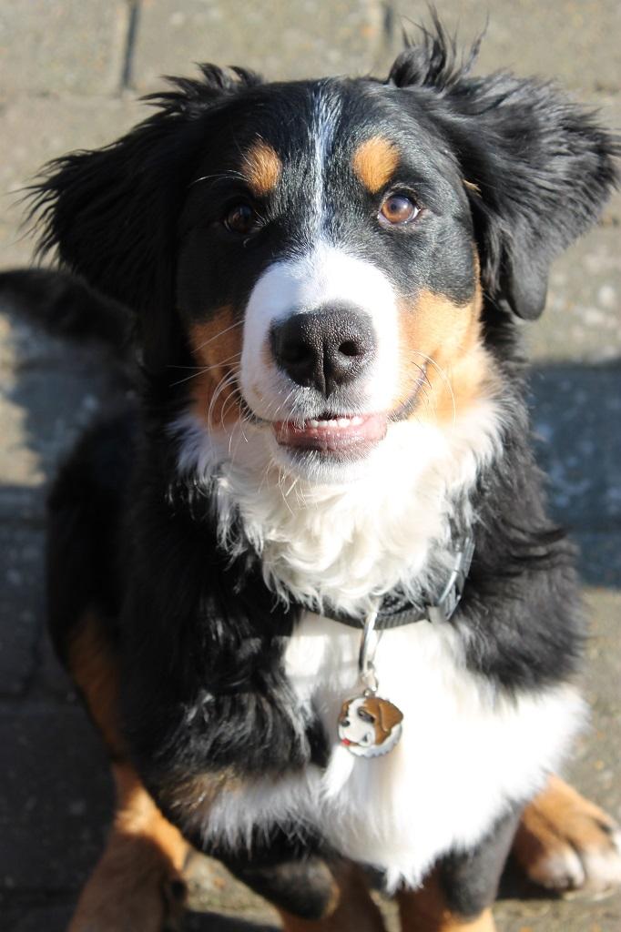 Berner sennenhund Mini billede 14