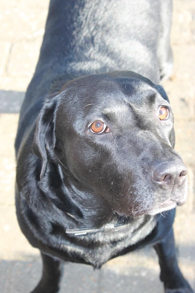 Labrador retriever Obelix billede 4