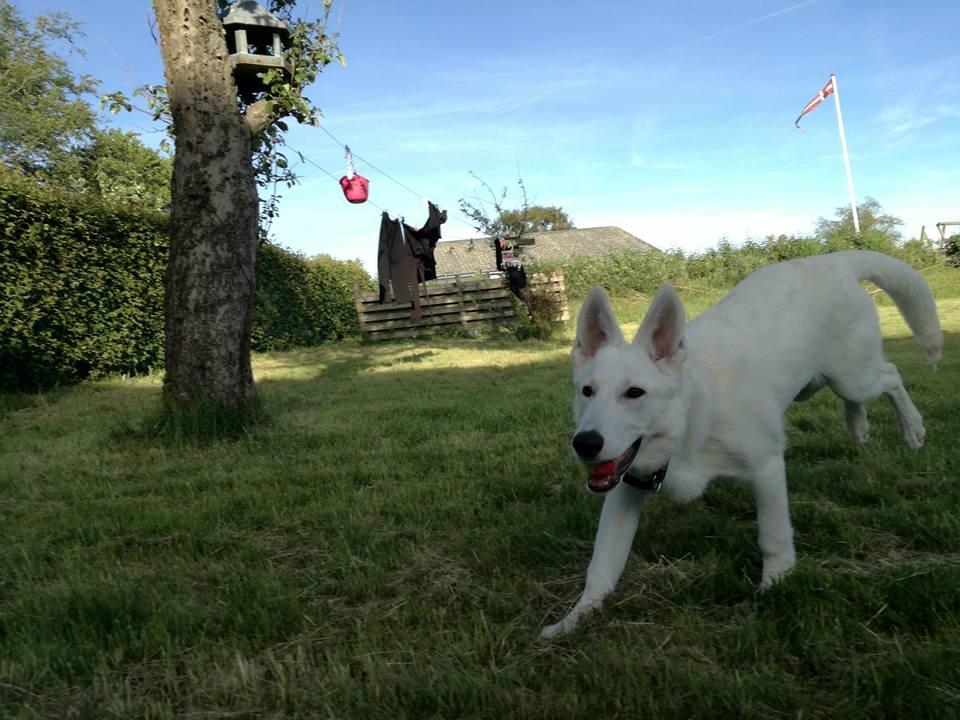 Hvid Schweizisk Hyrdehund Happy Hekla (Luna) billede 4