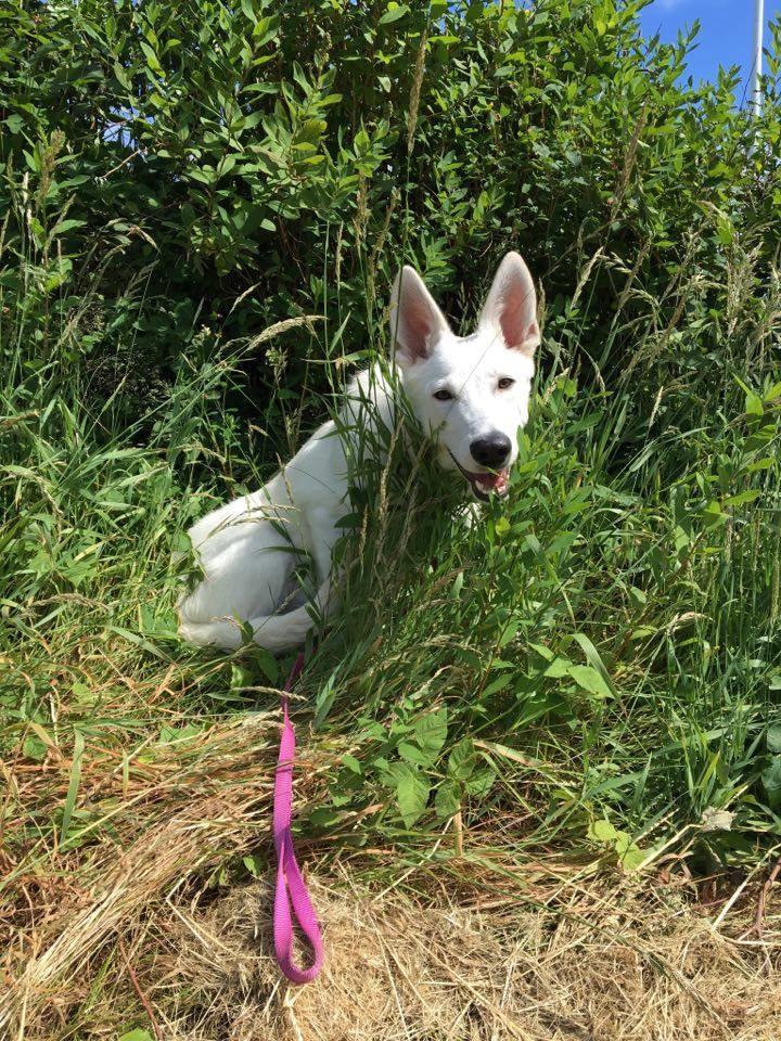 Hvid Schweizisk Hyrdehund Happy Hekla (Luna) billede 6