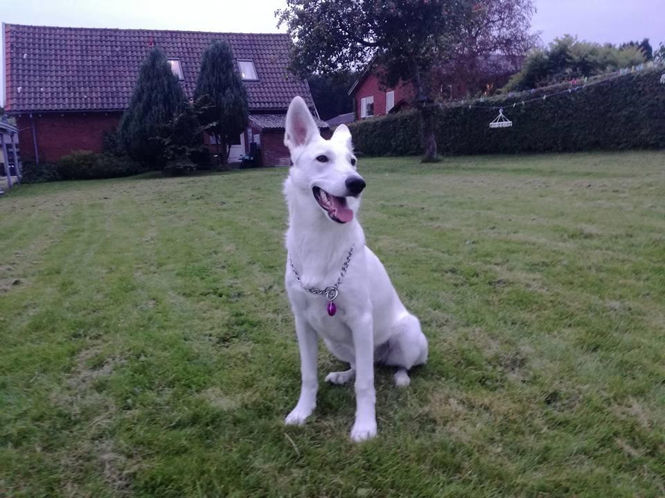 Hvid Schweizisk Hyrdehund Happy Hekla (Luna) billede 7