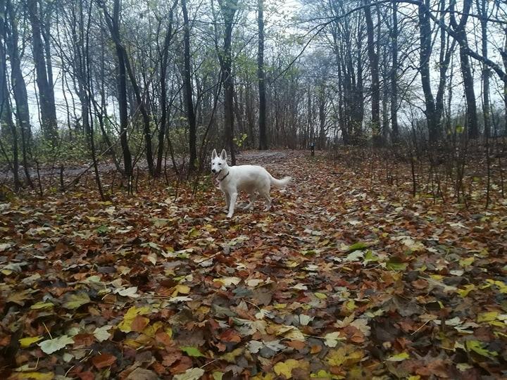 Hvid Schweizisk Hyrdehund Happy Hekla (Luna) billede 11