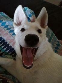 Hvid Schweizisk Hyrdehund Happy Hekla (Luna) billede 12