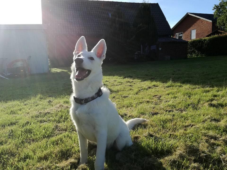 Hvid Schweizisk Hyrdehund Happy Hekla (Luna) billede 14