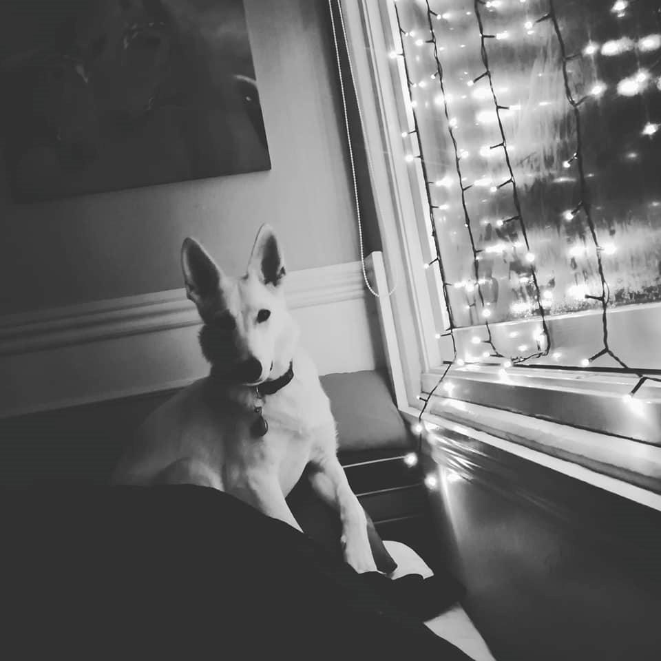 Hvid Schweizisk Hyrdehund Happy Hekla (Luna) billede 18