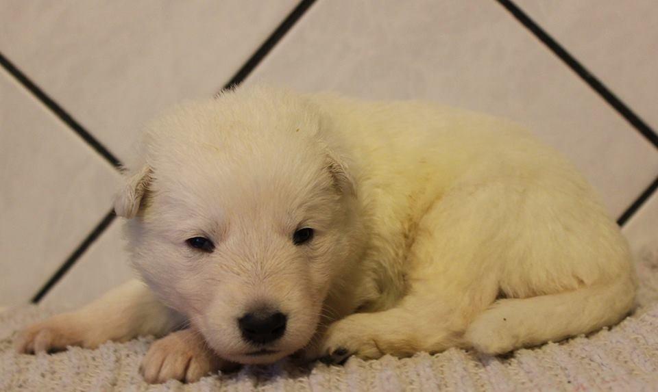 Hvid Schweizisk Hyrdehund Happy Hekla (Luna) billede 20