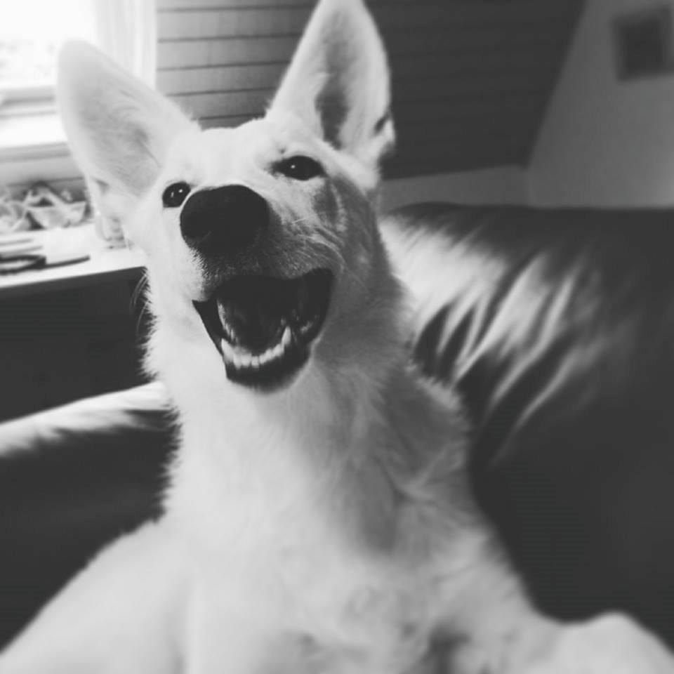 Hvid Schweizisk Hyrdehund Happy Hekla (Luna) billede 15