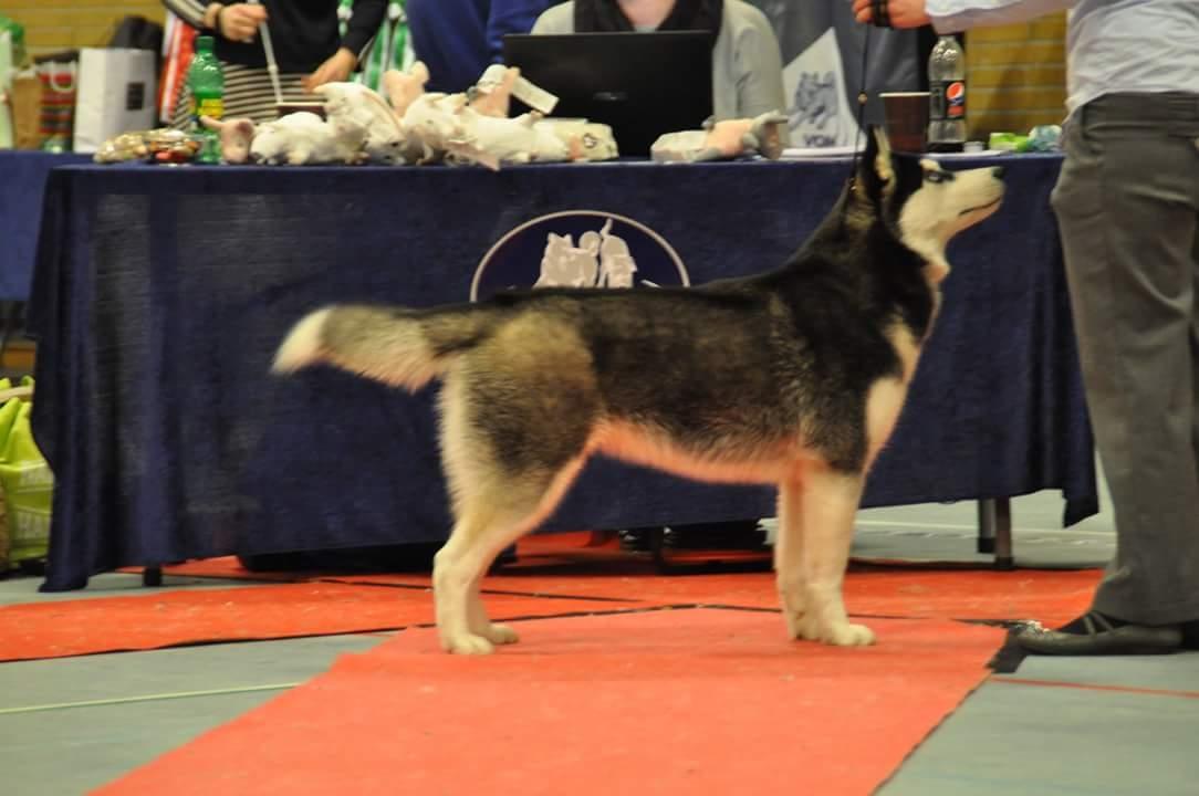 Siberian husky Mesmocan Lightning Ridge (Iza) - Iza 9 mdr. billede 12