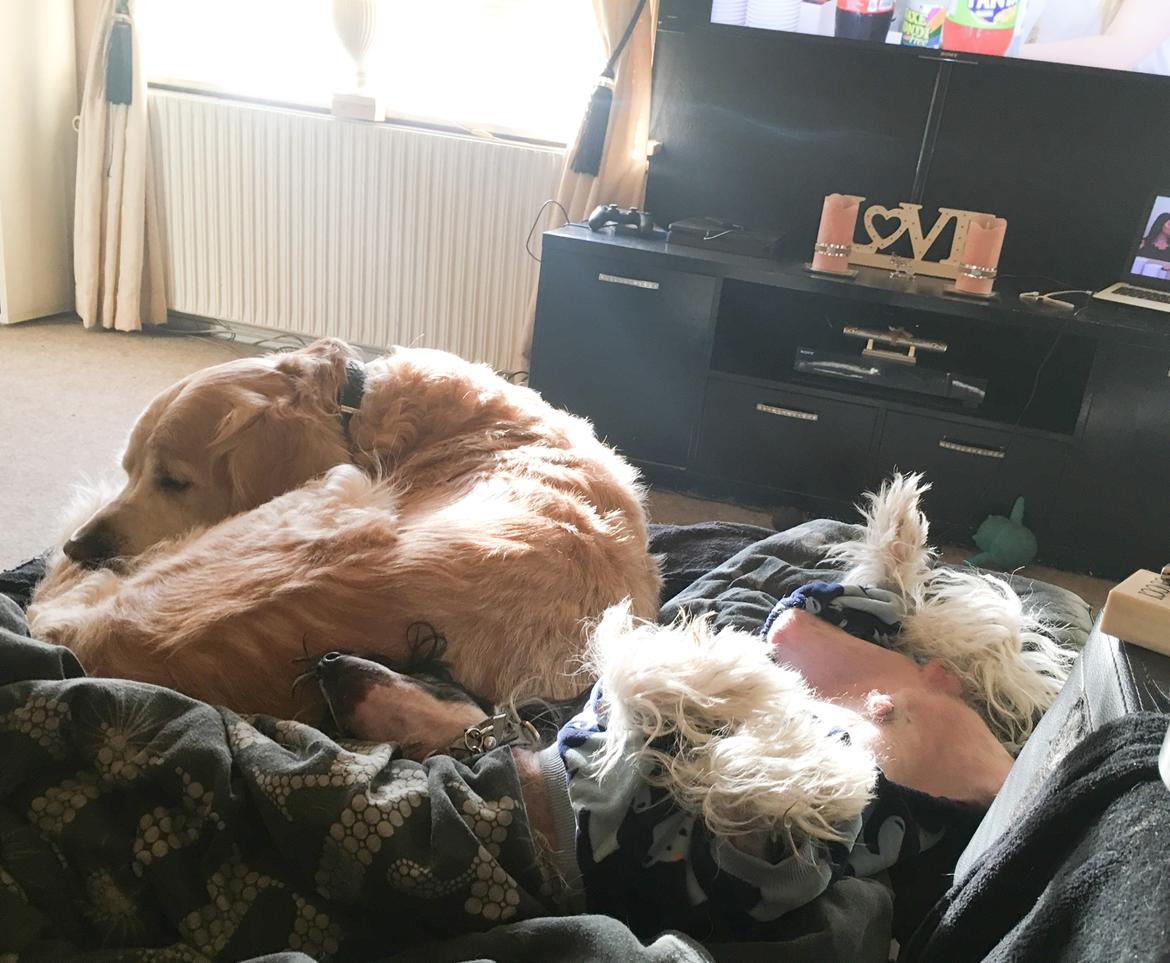 Chinese crested hårløs Jax billede 20