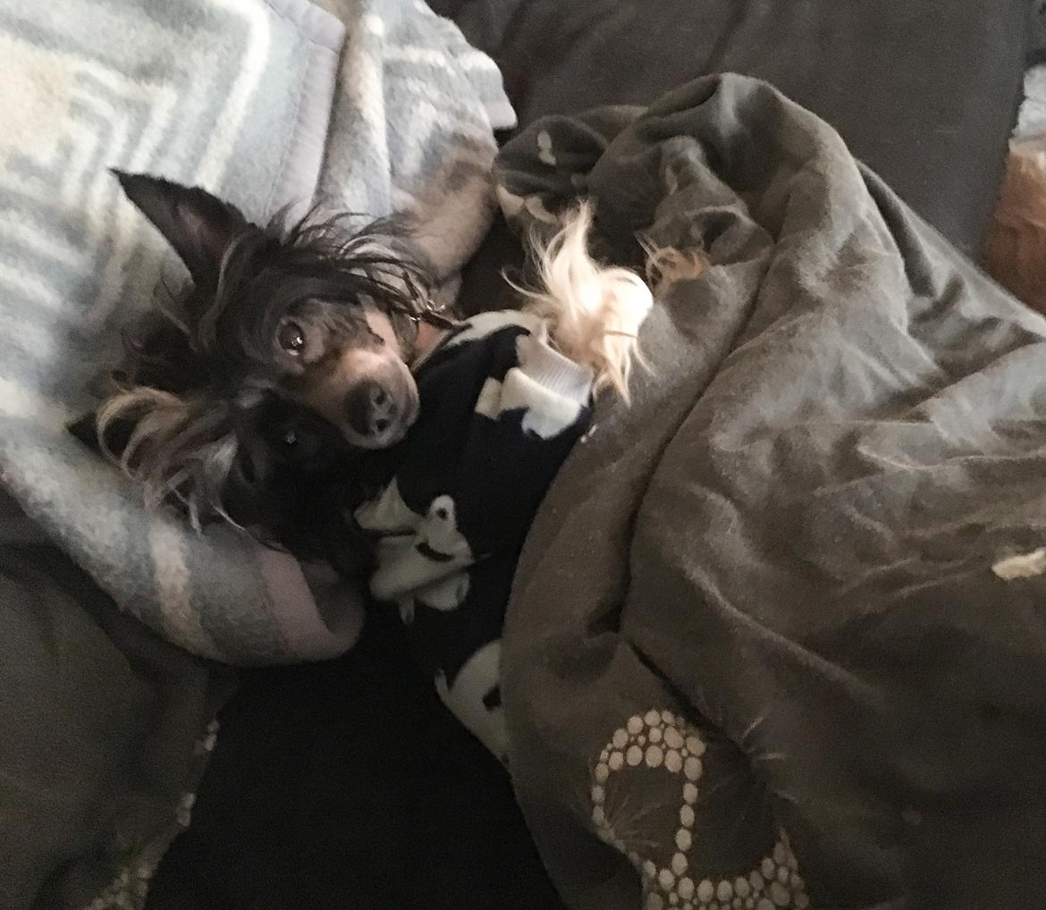 Chinese crested hårløs Jax billede 26