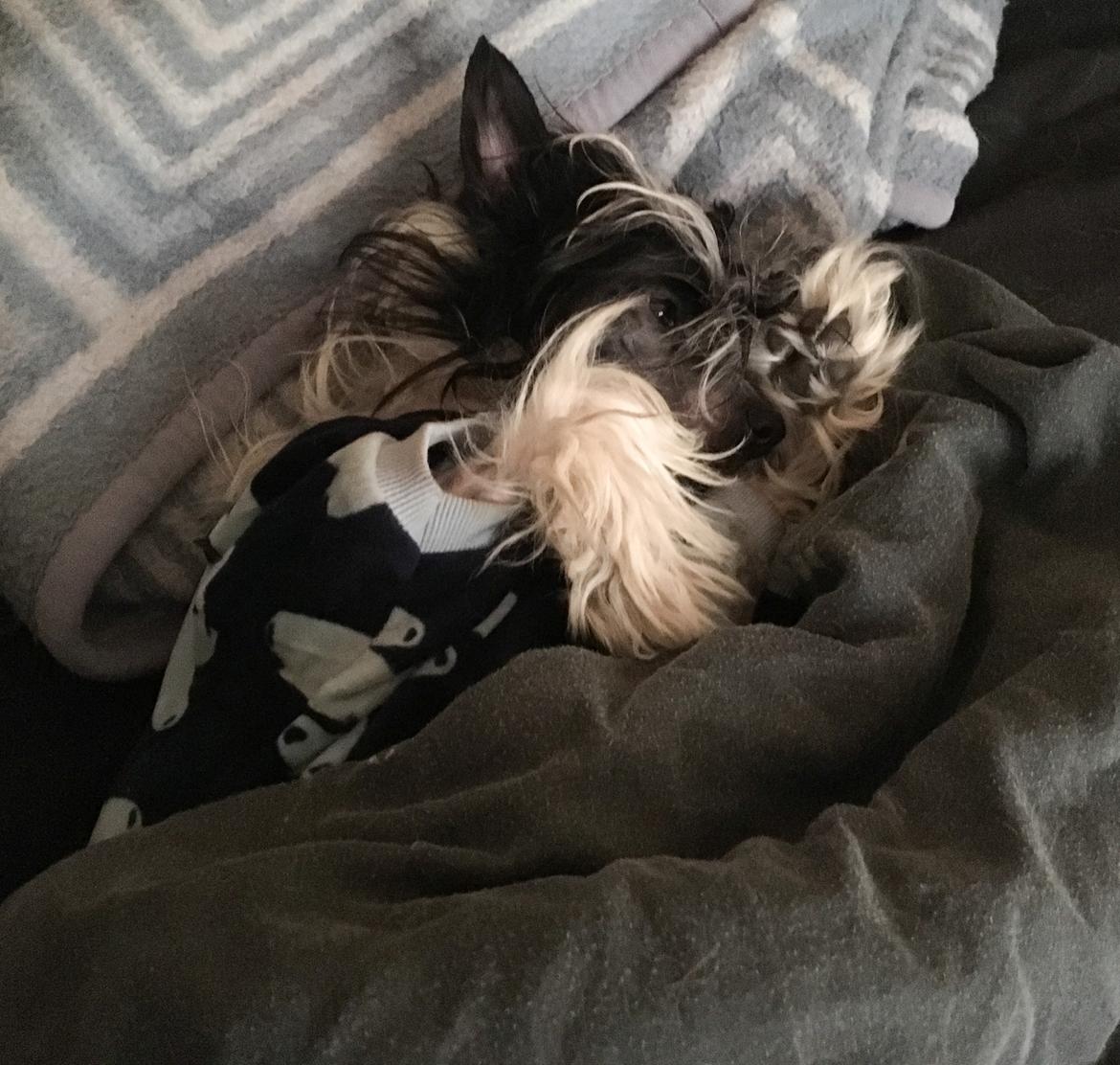 Chinese crested hårløs Jax billede 19