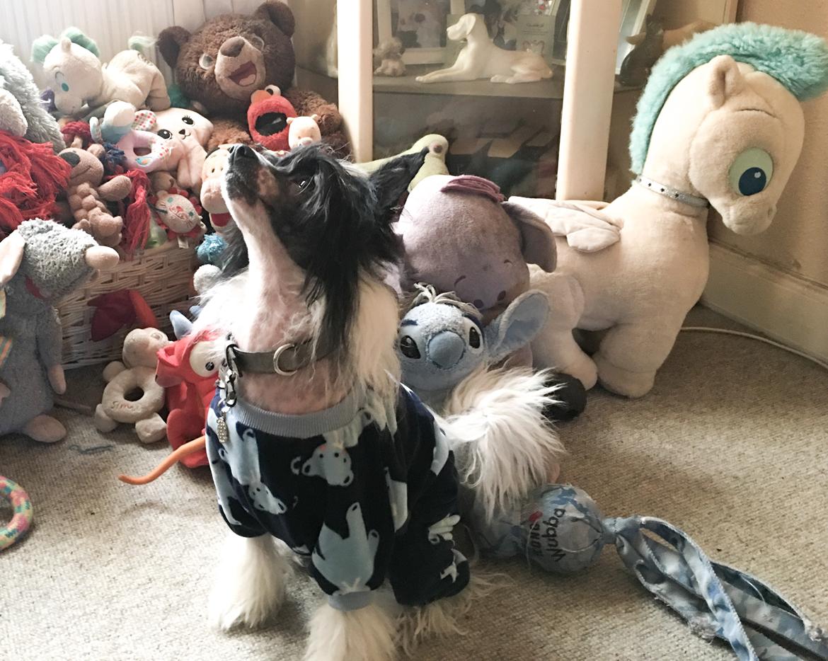 Chinese crested hårløs Jax billede 16