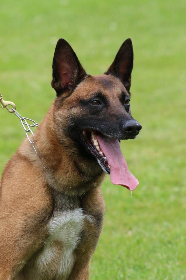 Belgisk hyrdehund Elmo billede 4