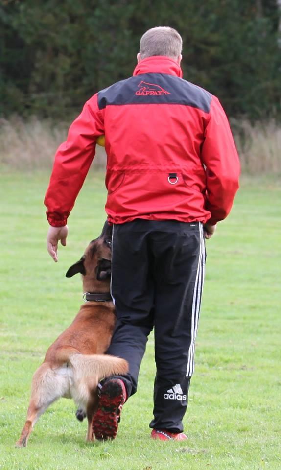 Belgisk hyrdehund Elmo billede 5