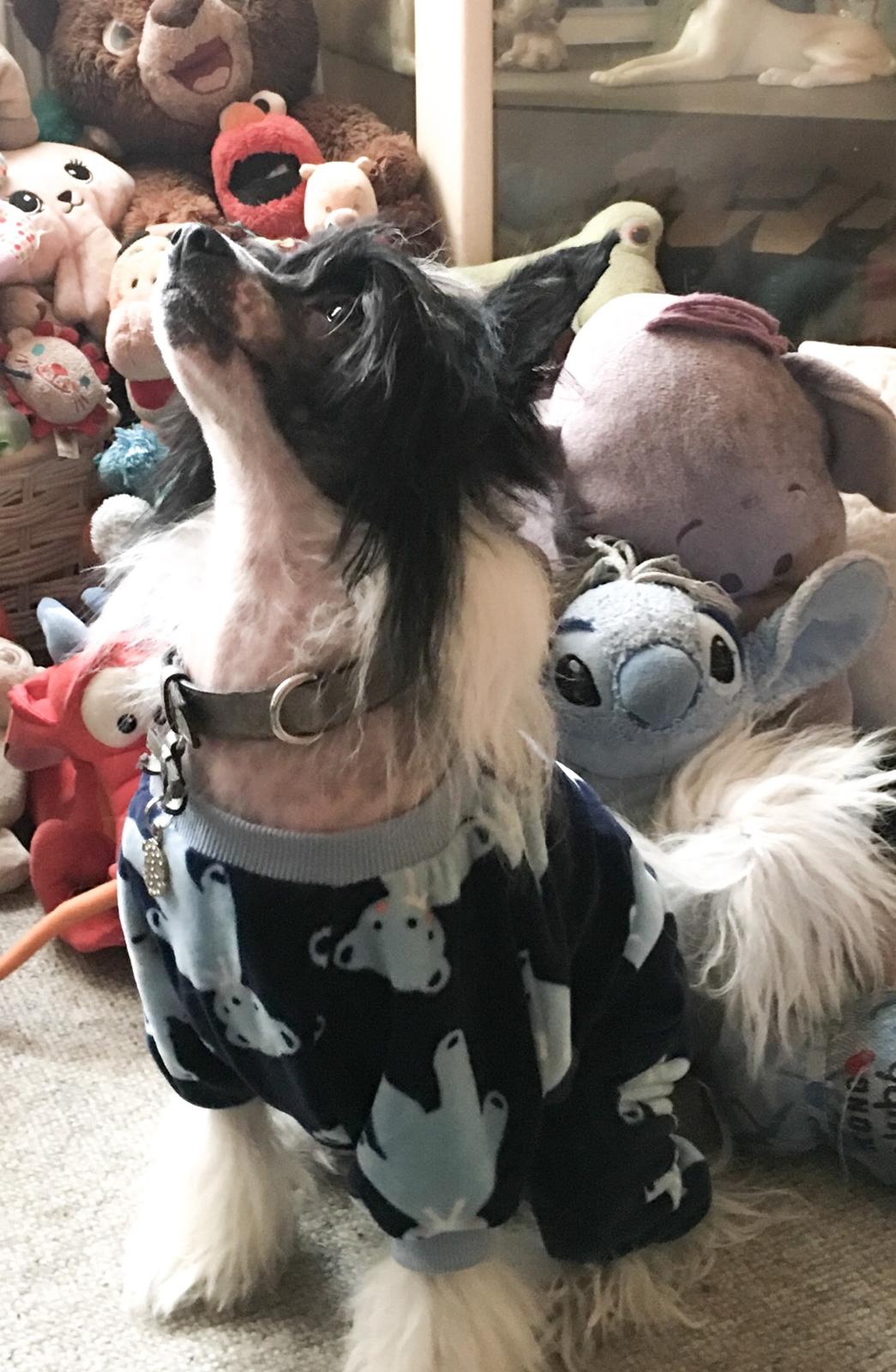 Chinese crested hårløs Jax billede 3