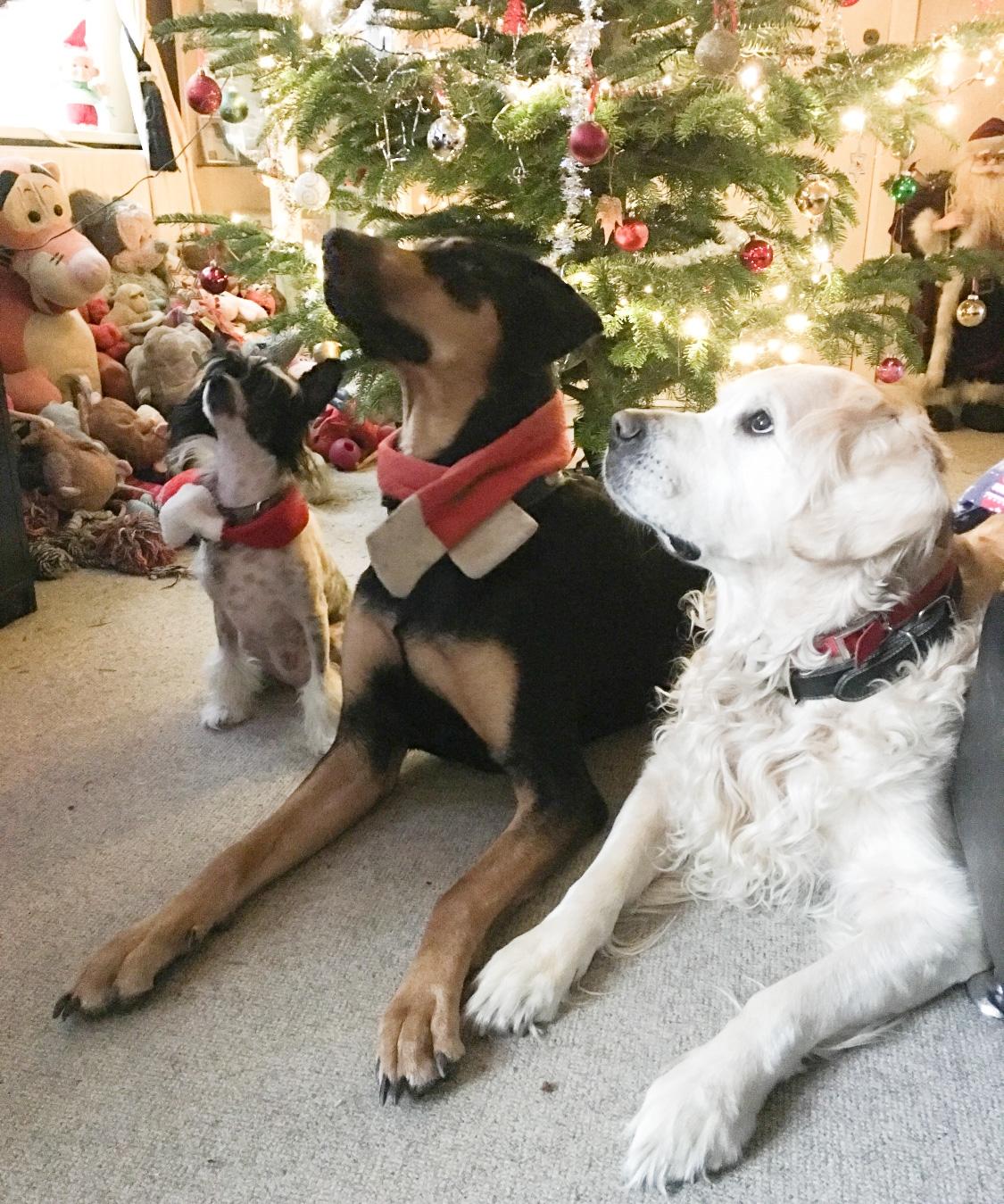 Chinese crested hårløs Jax billede 13