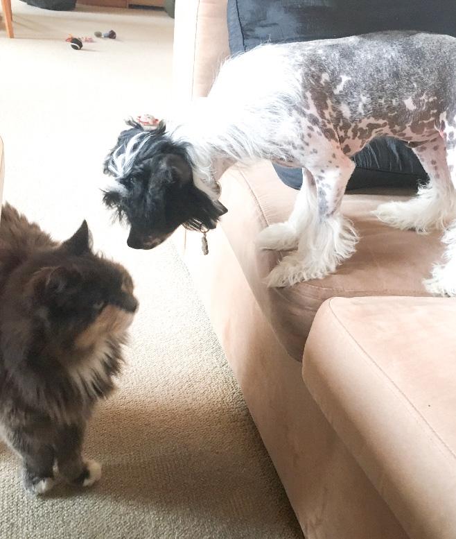 Chinese crested hårløs Jax billede 18