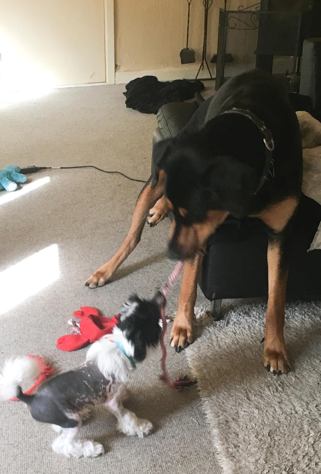 Chinese crested hårløs Jax billede 17