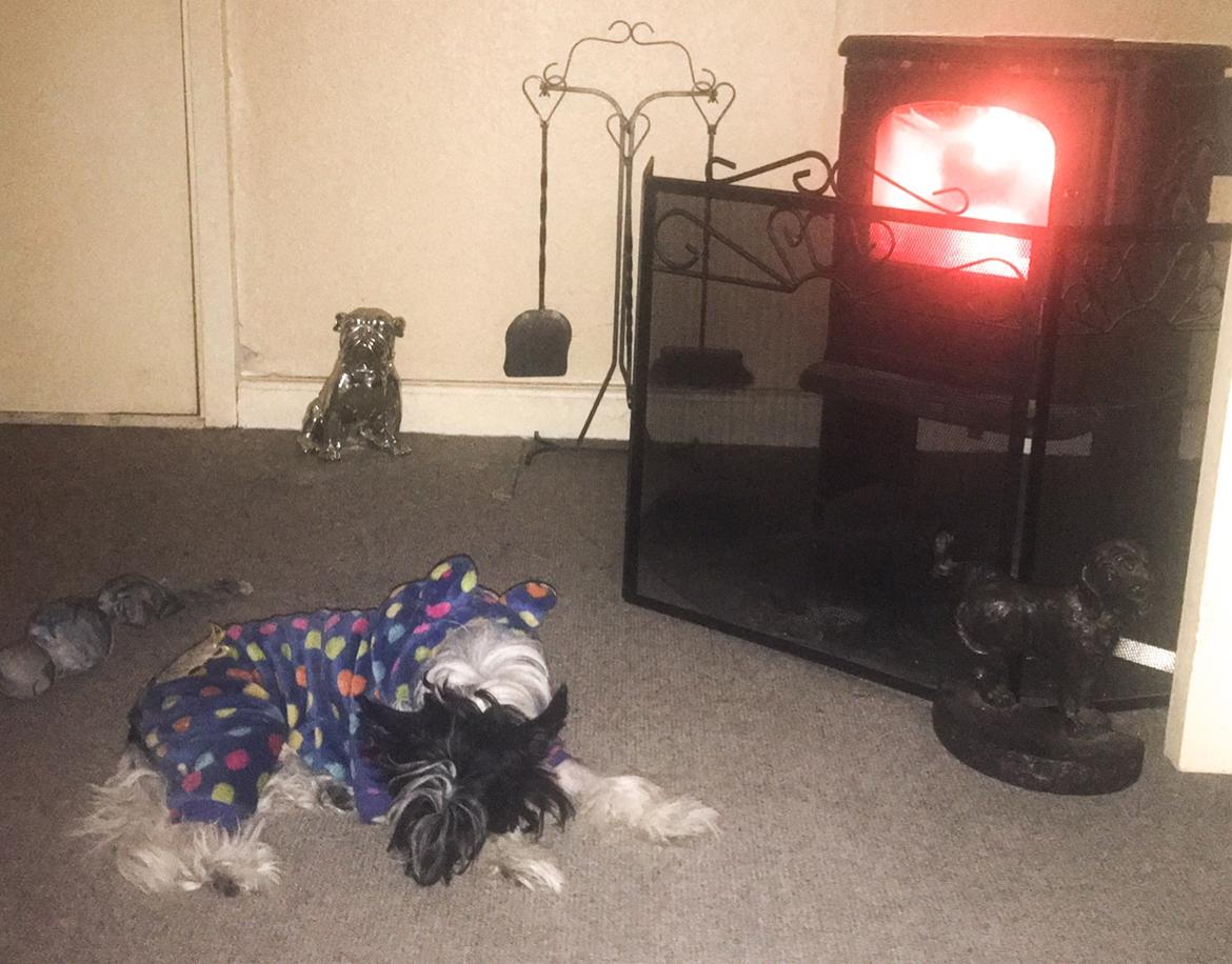 Chinese crested hårløs Jax billede 50