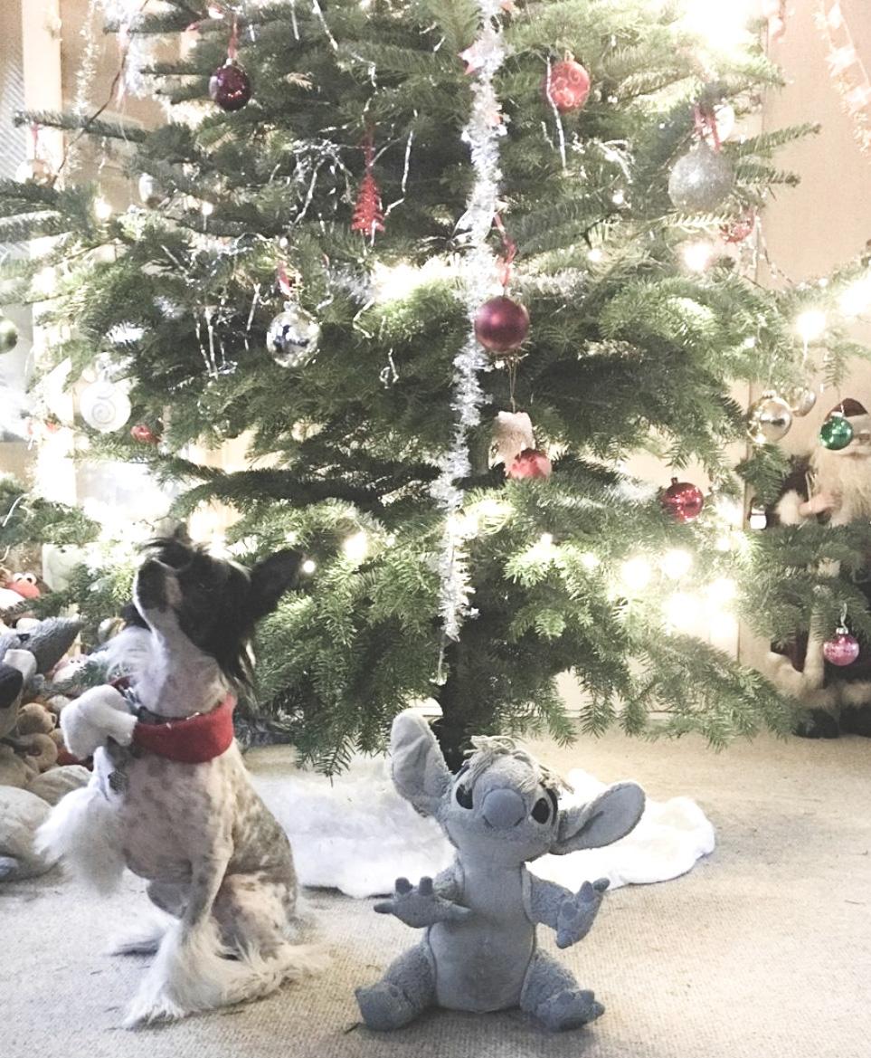 Chinese crested hårløs Jax billede 44